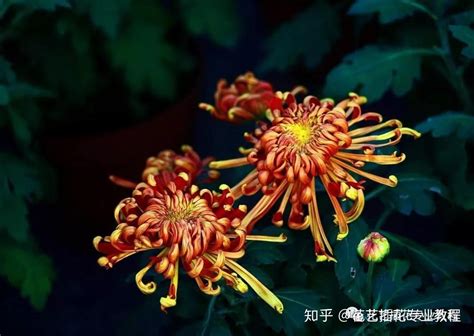 菊科植物有哪些|【花材认识】30种菊科植物介绍~